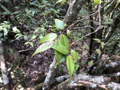 Vaccinium kengii