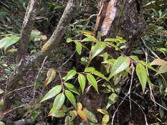 Vaccinium kengii