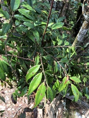 Vaccinium kengii