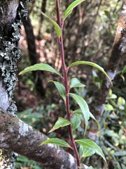 Vaccinium kengii