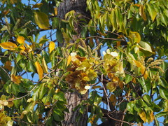 Terminalia calamansanai
