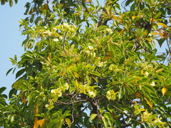 Terminalia calamansanai