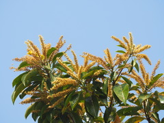 Terminalia calamansanai