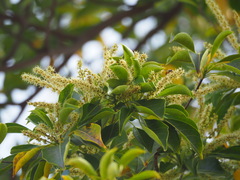 Terminalia calamansanai