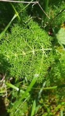 Foeniculum