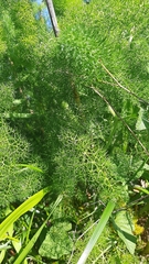 Foeniculum