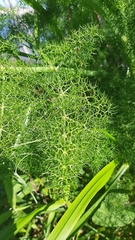 Foeniculum