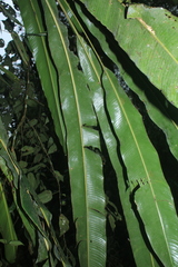 Heliconia trichocarpa