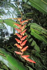 Heliconia trichocarpa