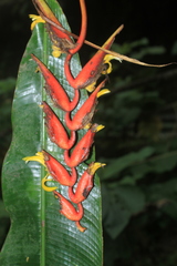 Heliconia trichocarpa