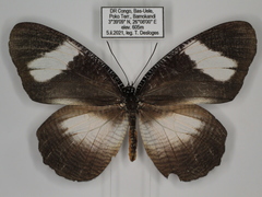 Elymnias bammakoo