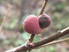 Disholcaspis perniciosa