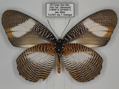 Elymnias bammakoo