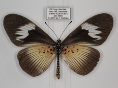 Acraea umbra macarioides
