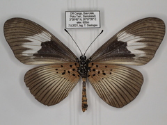Acraea umbra macarioides