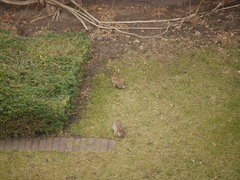 Oryctolagus cuniculus