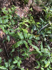Ilex pedunculosa