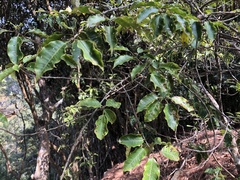 Ilex pedunculosa