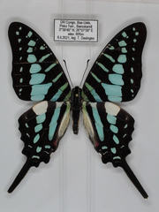 Graphium policenes policenes