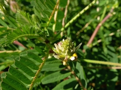 Astragalus boeticus