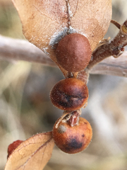 Xanthoteras eburneum