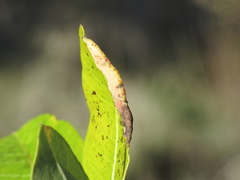 Paracletus cimiciformis