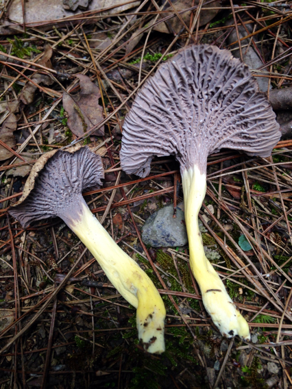 Craterellus sordidus