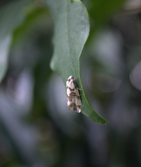 Thallarcha staurocola