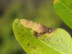 Paracletus cimiciformis
