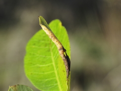 Paracletus cimiciformis