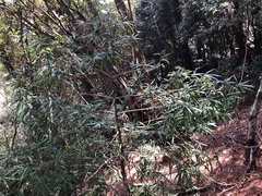 Podocarpus fasciculus
