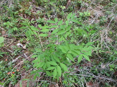 Vicia venosa baicalensis