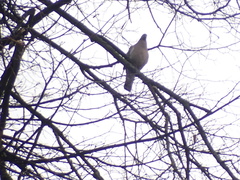 Columba palumbus