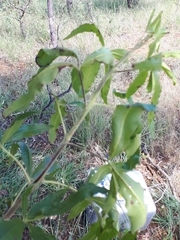 Vitex rehmannii