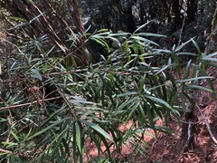 Podocarpus fasciculus