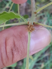 Vitex rehmannii