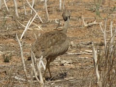 Eupodotis vigorsii vigorsii
