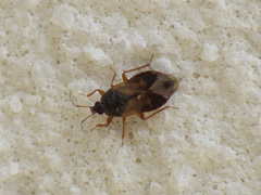 Lyctocoris campestris