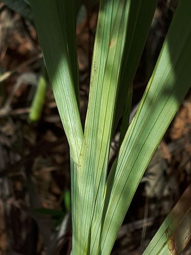 Bushveld Glad (Gladiolus rehmannii)