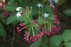 Combretum indicum