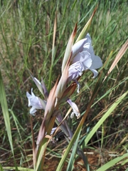 Gladiolus rehmannii