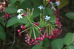 Combretum indicum