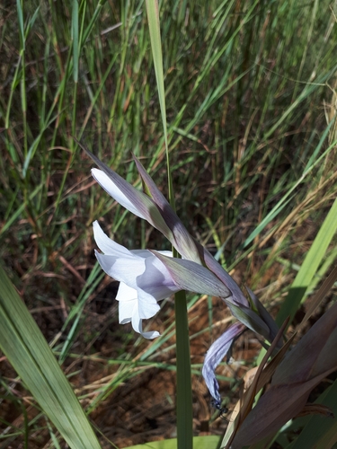 Image of Gladiolus rehmannii by (c) Manuel R Popp, some rights reserved (CC BY)