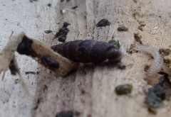 Clausilia