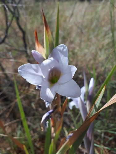 Image of Gladiolus rehmannii by (c) Manuel R Popp, some rights reserved (CC BY)