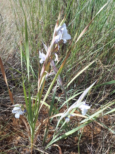Image of Gladiolus rehmannii by (c) Manuel R Popp, some rights reserved (CC BY)