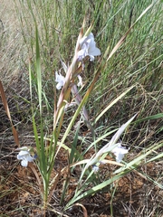 Gladiolus rehmannii