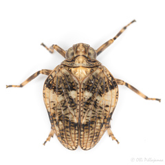 Issus muscaeformis