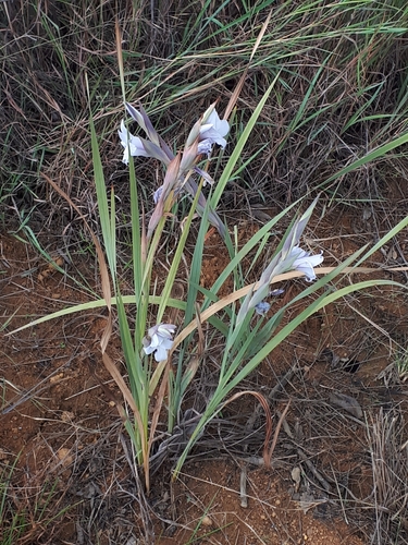 Image of Gladiolus rehmannii by (c) Manuel R Popp, some rights reserved (CC BY)