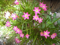 Zephyranthes rosea